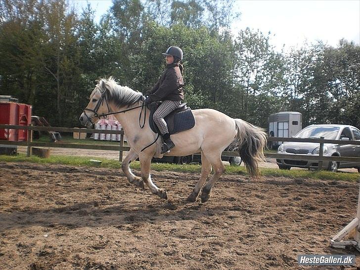 Fjordhest Claus - Galop (foto:Dicle gøz) billede 12