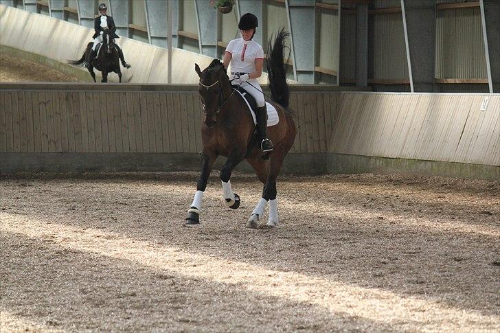 Dansk Varmblod Louies B billede 20