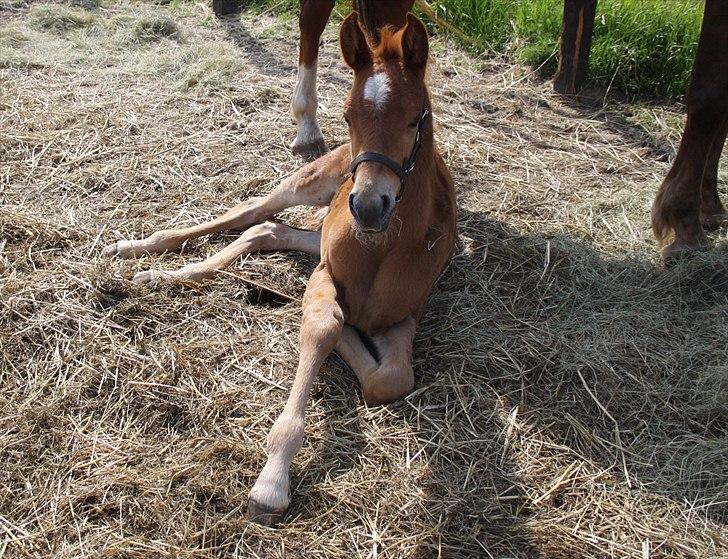 Anden særlig race Wisdoms Ameera ''SOLGT* - Føllepigen den 21 maj :O) Fotograf : Maria Jakobsen billede 17