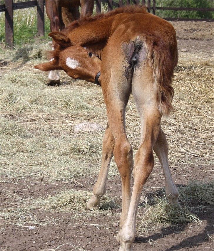 Anden særlig race Wisdoms Ameera ''SOLGT* - Føllepigen den 21 maj :O) Fotograf : Maria Jakobsen billede 18