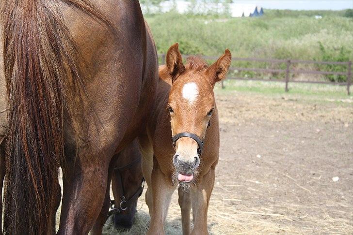 Anden særlig race Wisdoms Ameera ''SOLGT* - Føllepigen den 21 maj :O) Fotograf : Maria Jakobsen billede 19