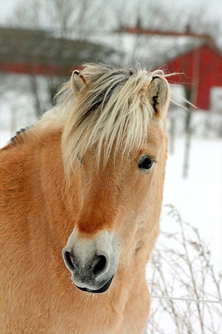 Fjordhest PH's Fanta - Taget d. 22/12 - 10 billede 19