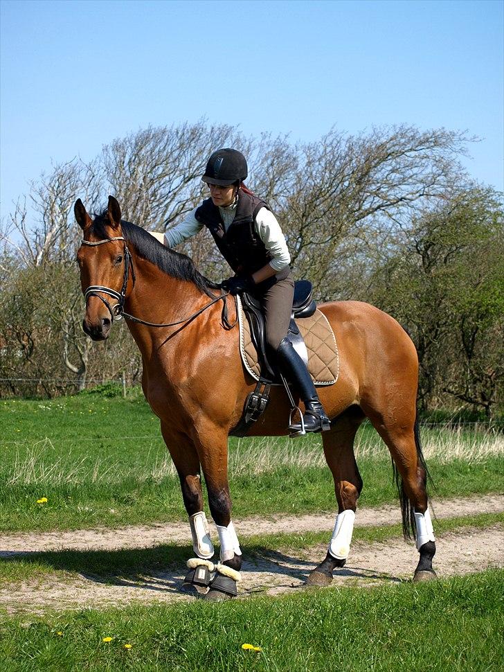 Dansk Varmblod Flanigan - Søde Føffe! billede 7