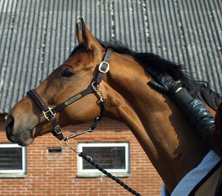 Dansk Varmblod Flanigan - Føffe på gåtur :-) billede 11