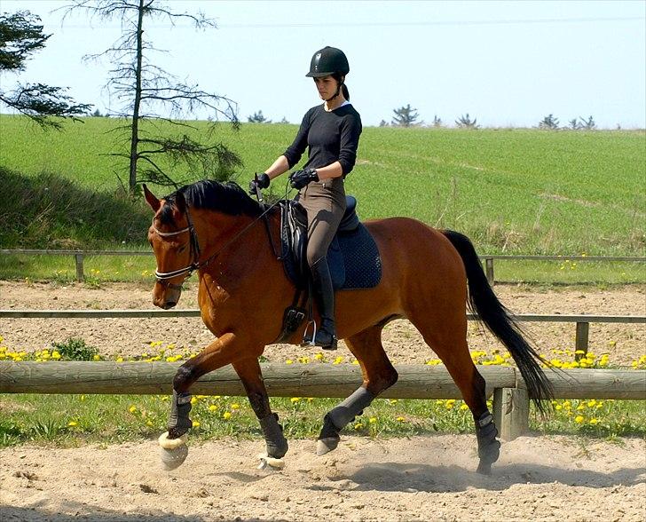 Dansk Varmblod Flanigan - Føffe genoptræning maj 2011 billede 12