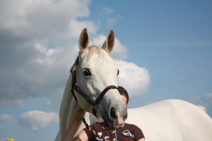 Trakehner Gaia<3 Frk. Nysgerrig billede 5