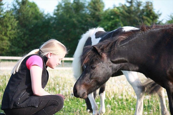 Shetlænder Kærholms Fie - Fie og jeg 2011. billede 8