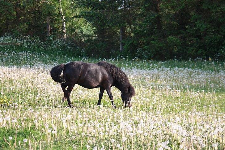 Shetlænder Kærholms Fie billede 2