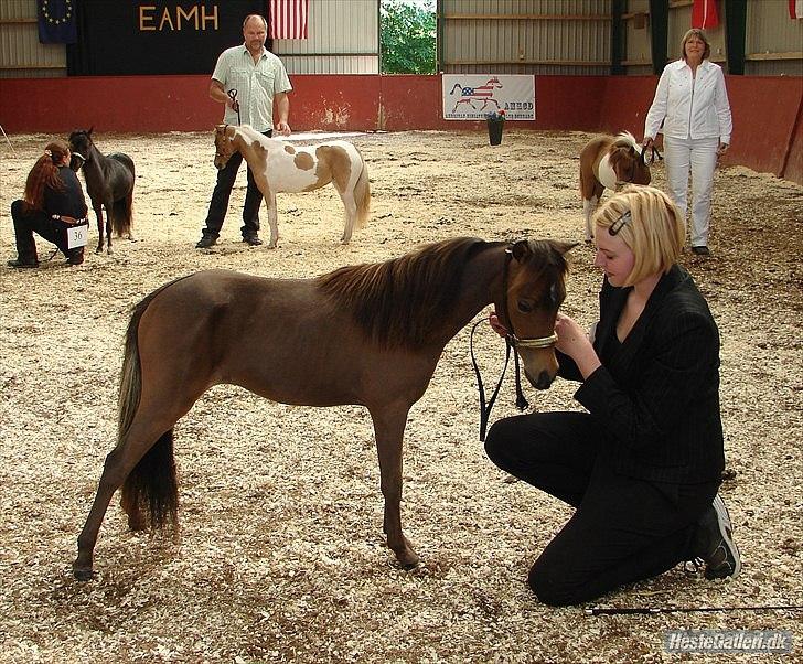 Amerikansk Miniature Montys Island Girl - Opstilling til vores bedømmelse, hun blev nr. 2 ud af 5, 1 års hopper..;) Meget stolt.. Det er begge hendes halv søskende som står længst til venstre i bagrunden.. De har alle 3 samme far.. billede 15