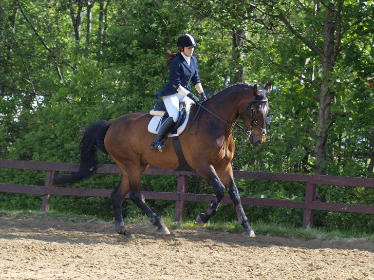 Anden særlig race Spangbogaards Felix [Redet] - 20/5 2011 Opvarmning ULB* :) Foto: Signe Vilain billede 7
