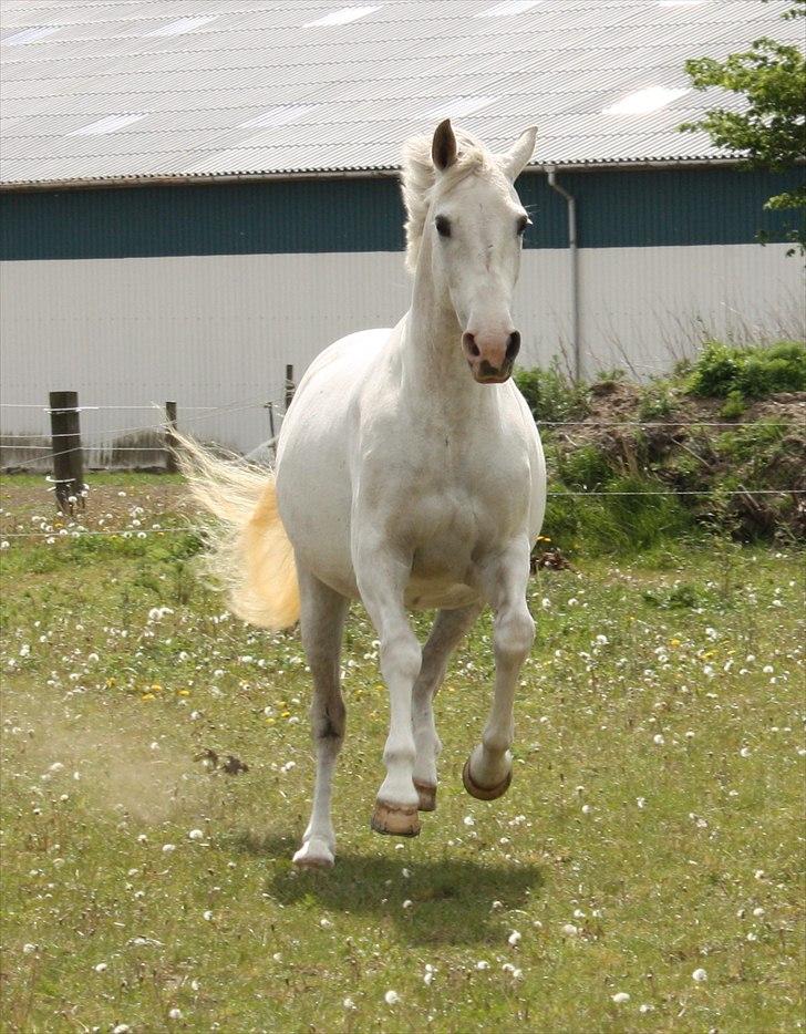 Anden særlig race Deva - Deva maj 2011 billede 4