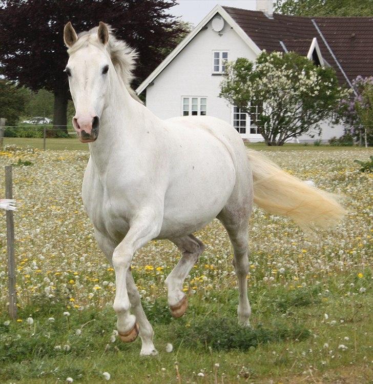 Anden særlig race Deva - Deva maj 2011 billede 2