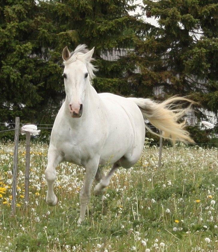 Anden særlig race Deva - Deva maj 2011 billede 1