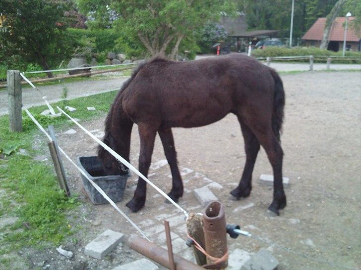 Anden særlig race zeus(passer) billede 1