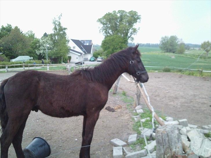 Anden særlig race zeus(passer) billede 2
