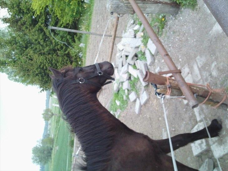 Anden særlig race zeus(passer) billede 3