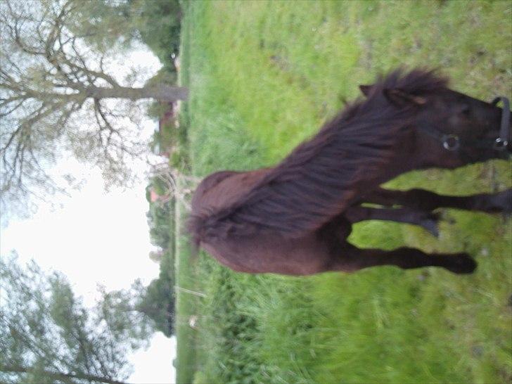 Anden særlig race zeus(passer) billede 4