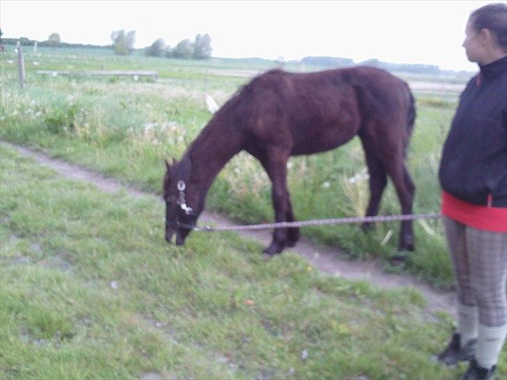 Anden særlig race zeus(passer) billede 5