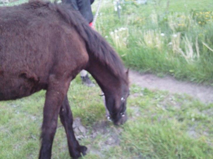 Anden særlig race zeus(passer) billede 6