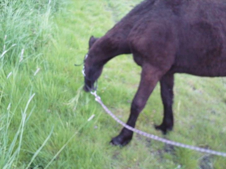 Anden særlig race zeus(passer) billede 7