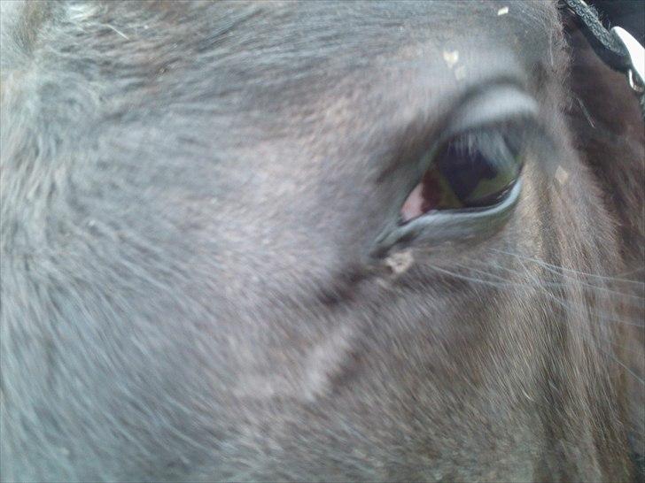 Anden særlig race zeus(passer) billede 8