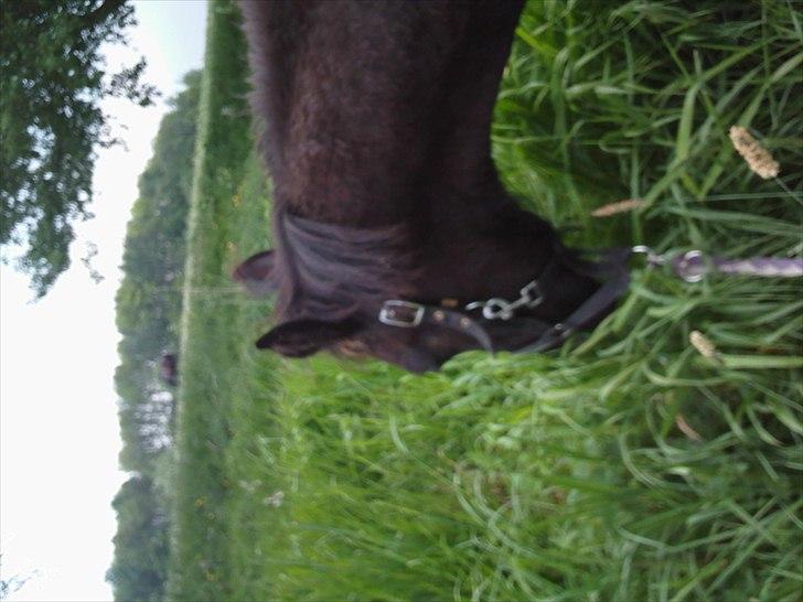 Anden særlig race zeus(passer) billede 9