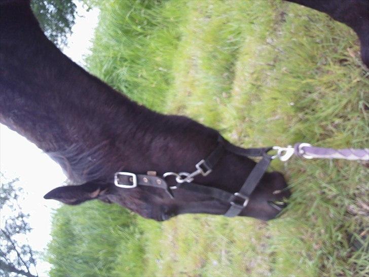 Anden særlig race zeus(passer) billede 10