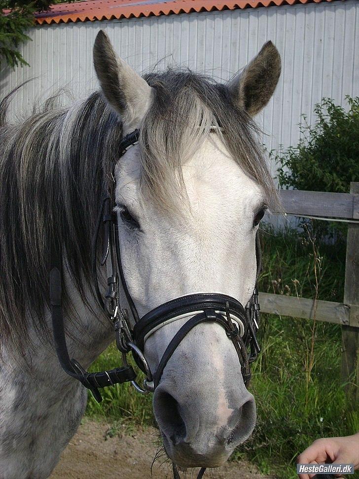 Tysk Sportspony Labello billede 9