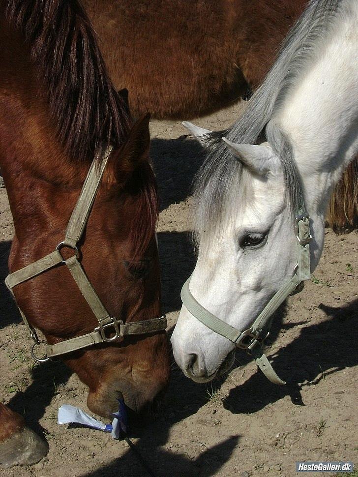 Tysk Sportspony Labello billede 12