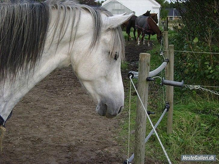Tysk Sportspony Labello billede 13