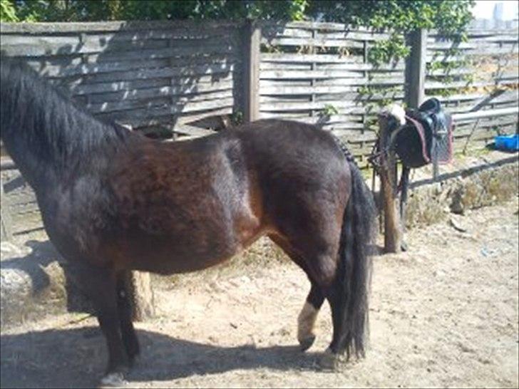 Welsh Cob (sec D) josefne<3 - hendes smukke krop......... billede 5