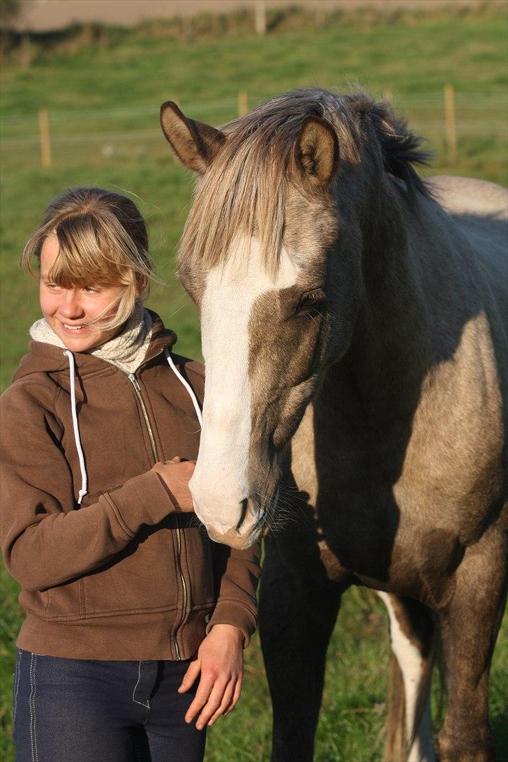 Hollandsk Sportspony Pokemon - FOTO: Hanne Birkdal billede 13