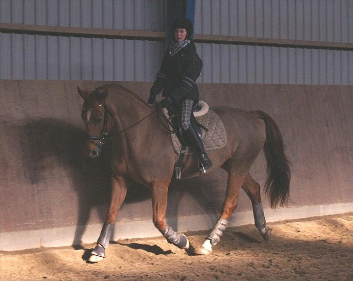 Anden særlig race Thor billede 3