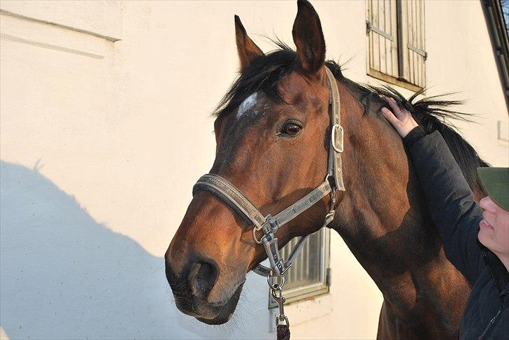 Dansk Varmblod Bakkelys Candi billede 11