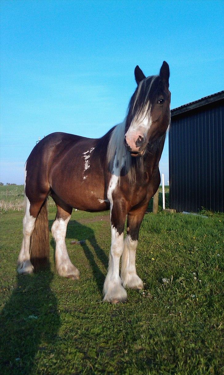 Irish Cob Shiloh 7 (Lucy) billede 2