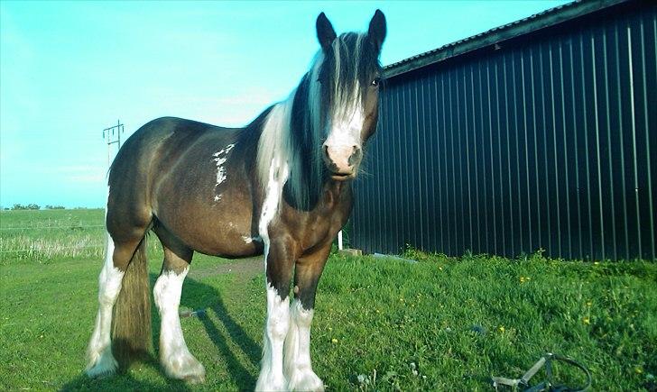 Irish Cob Shiloh 7 (Lucy) billede 3