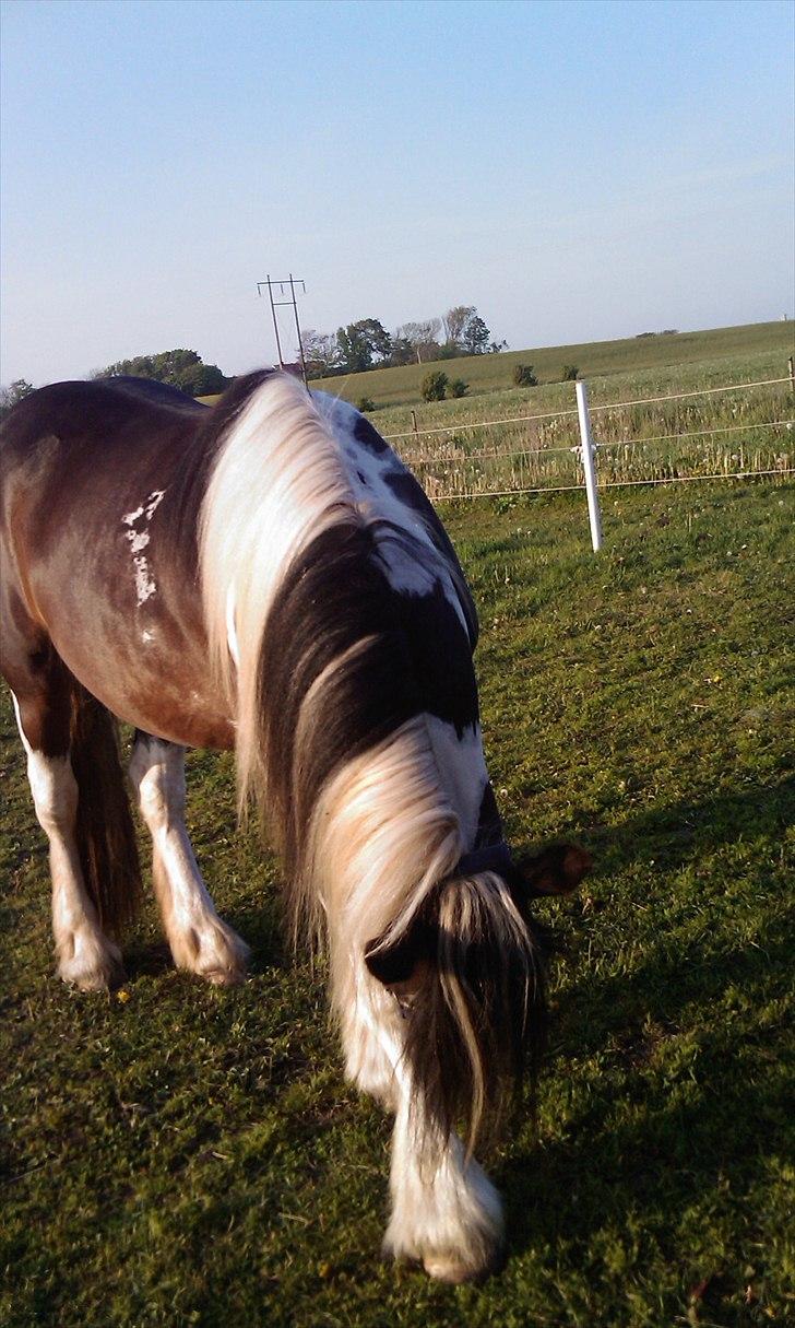 Irish Cob Shiloh 7 (Lucy) billede 4