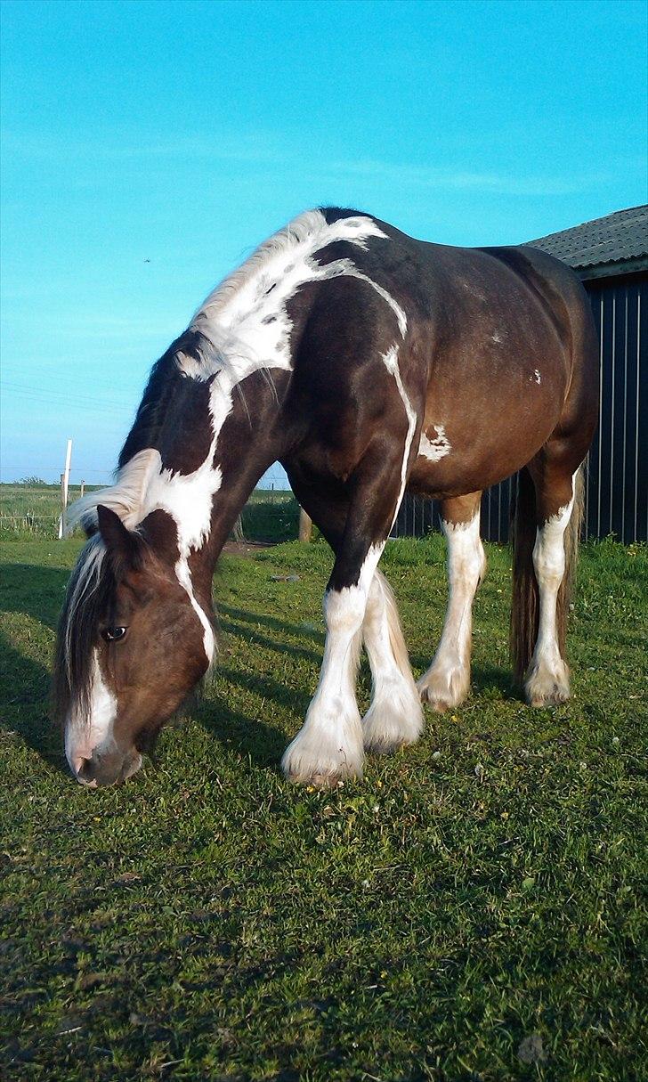 Irish Cob Shiloh 7 (Lucy) billede 7