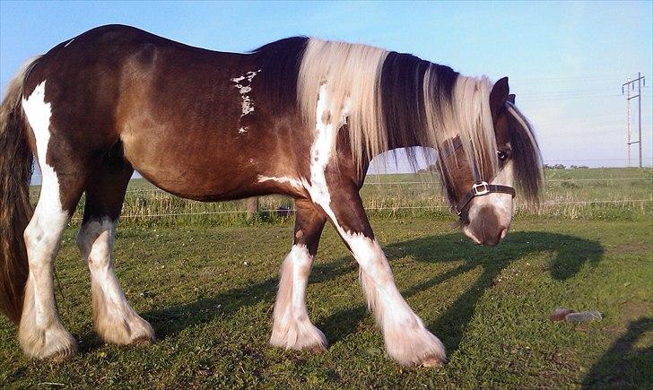 Irish Cob Shiloh 7 (Lucy) billede 5