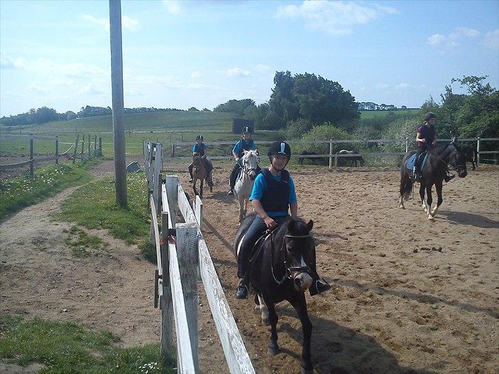 Welsh Cob (sec D) josefne<3 - mig på hende billede 9