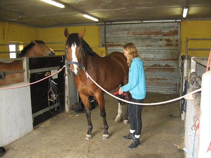 Dansk Varmblod Svanegårdens Florencia - Der strigles billede 7