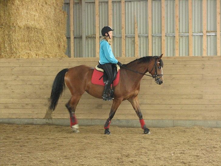 Dansk Varmblod Svanegårdens Florencia - Se hvor dygtige vi er billede 6