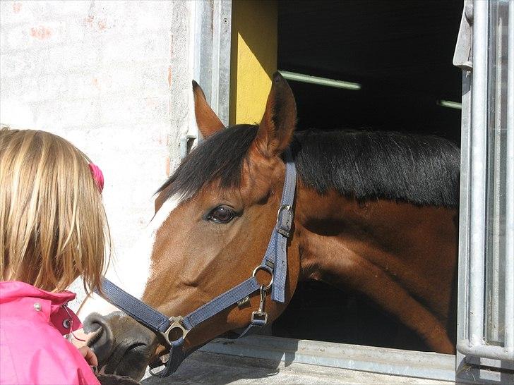 Dansk Varmblod Svanegårdens Florencia - Se jeg har eget vindue, så kan jeg sole mig. Heheheheh billede 8