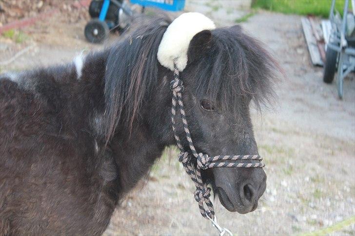 Shetlænder Stjernens Fanny billede 4