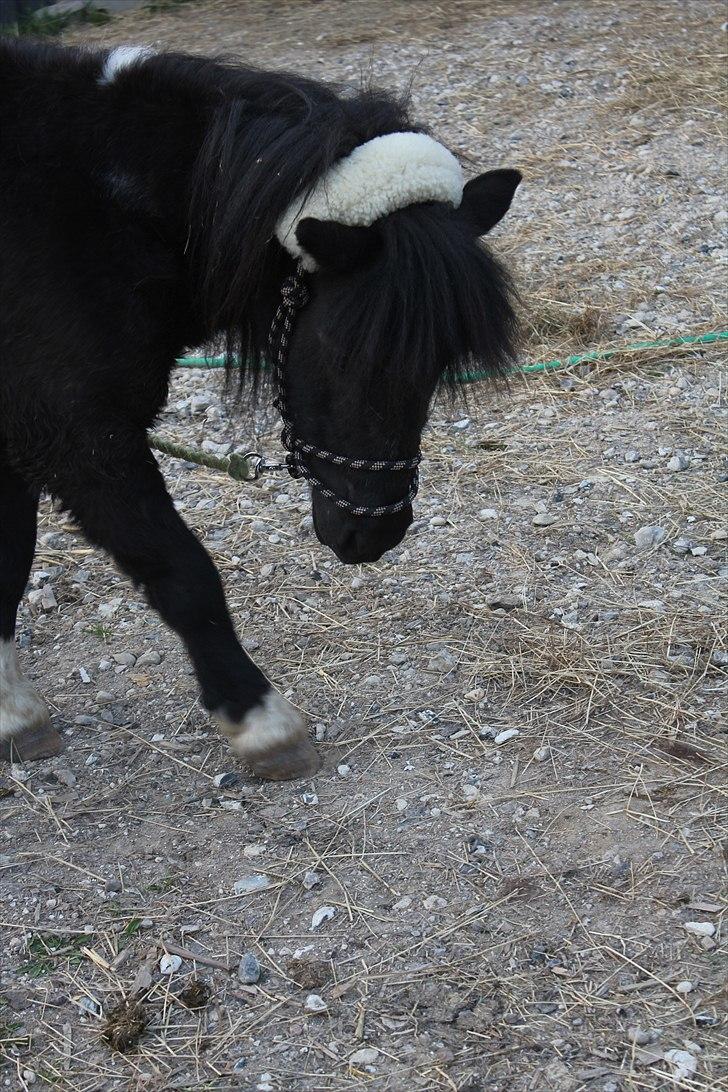 Shetlænder Stjernens Fanny billede 6