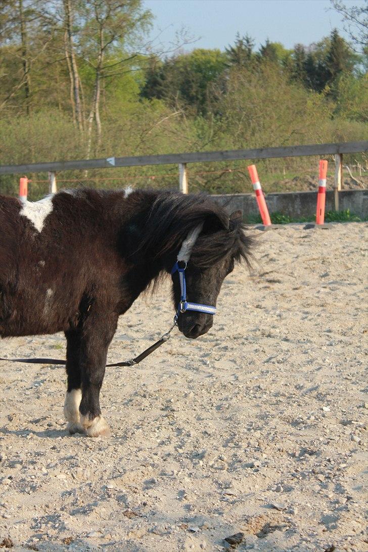Shetlænder Stjernens Fanny billede 8