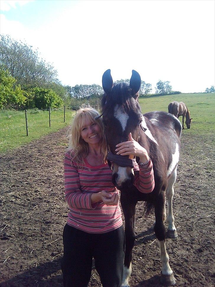 Barockpinto Valencia - Valle <3 - SOLGT billede 4