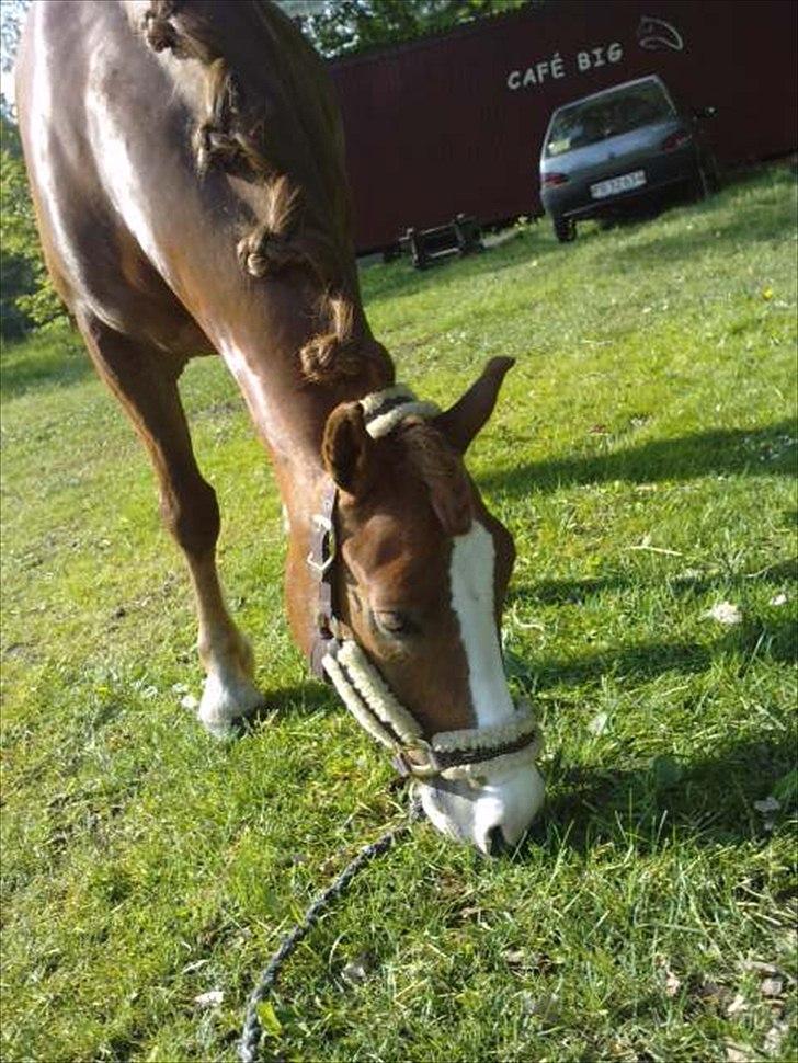 Welsh Partbred (Sec F) Wissinggaards stitch - Prinsen til stævne! billede 2