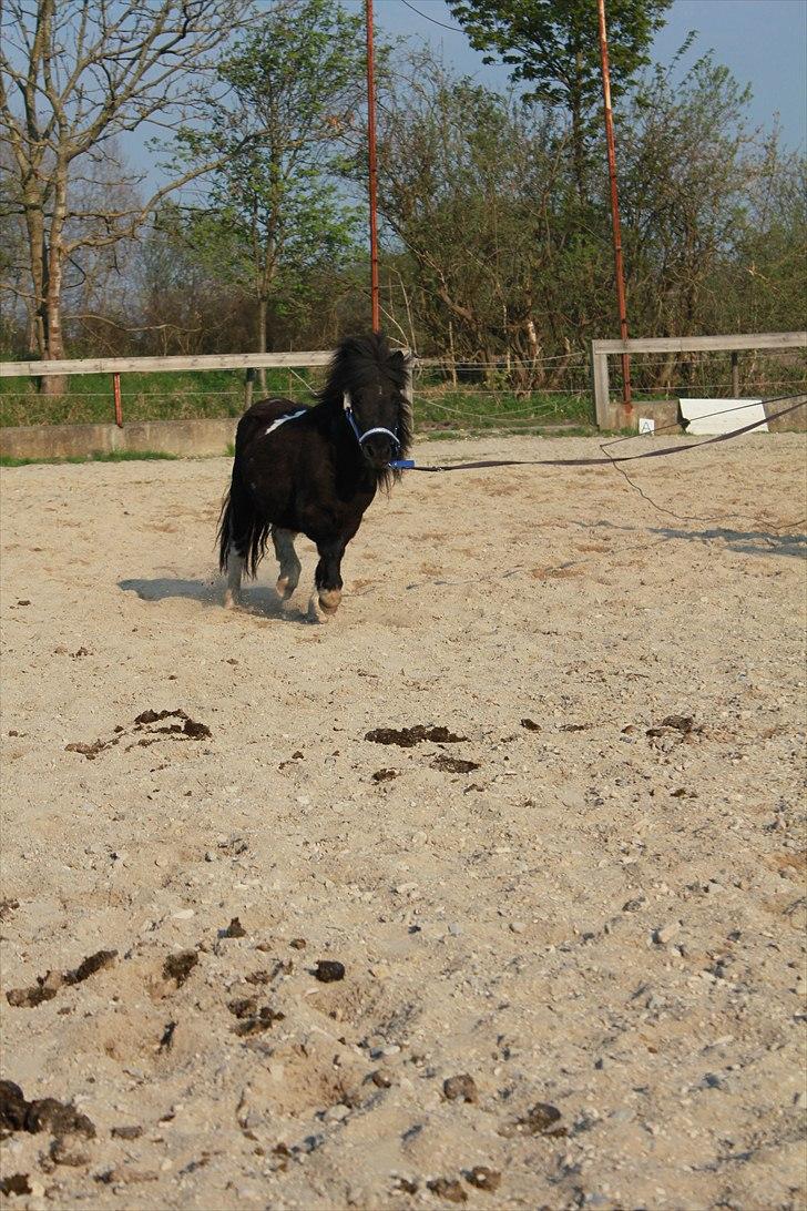 Shetlænder Stjernens Fanny billede 9
