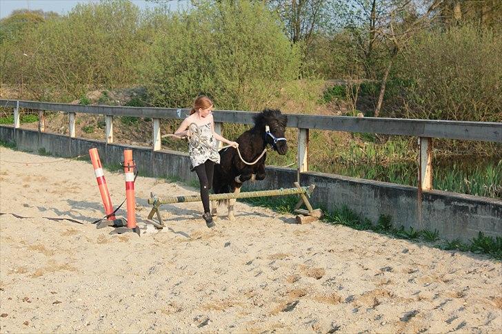 Shetlænder Stjernens Fanny billede 10